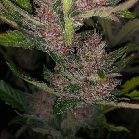 Blackberry - #1 - 42 Fast Buds growlog timeline photo