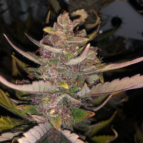 Blackberry - #1 - 42 Fast Buds growlog timeline photo