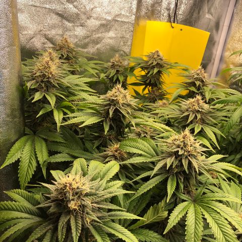 2021.05.17 Purple Queen - #2 - RQS growlog timeline photo