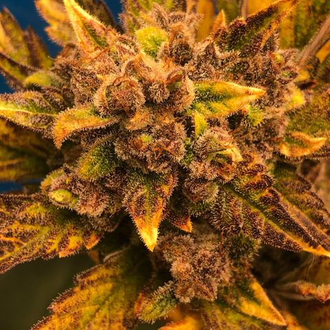Blackberry - #1 - 42 Fast Buds growlog timeline photo