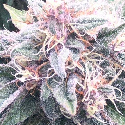 2021.05.17 Purple Queen - #2 - RQS growlog timeline photo