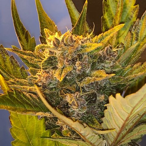 Blackberry - #1 - 42 Fast Buds growlog timeline photo