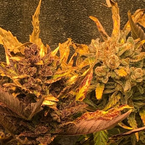 Blackberry - #1 - 42 Fast Buds growlog timeline photo