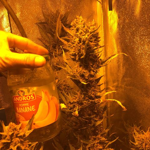 Blackberry - #1 - 42 Fast Buds growlog timeline photo