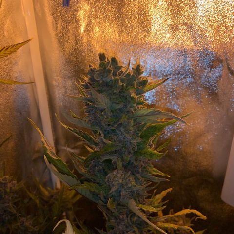 Blackberry - #1 - 42 Fast Buds growlog timeline photo