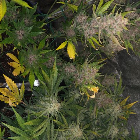 Blackberry - #1 - 42 Fast Buds growlog timeline photo