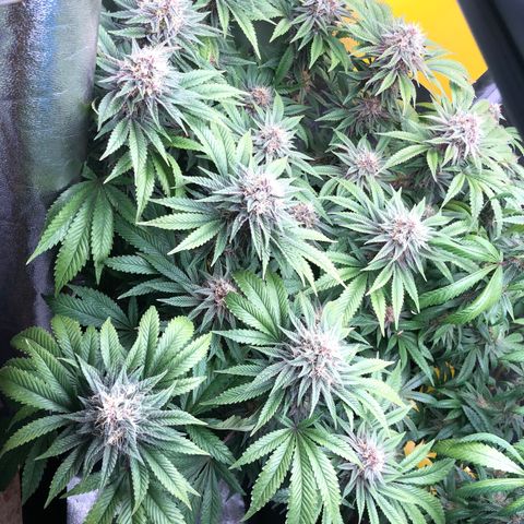 2021.05.17 Purple Queen - #2 - RQS growlog timeline photo