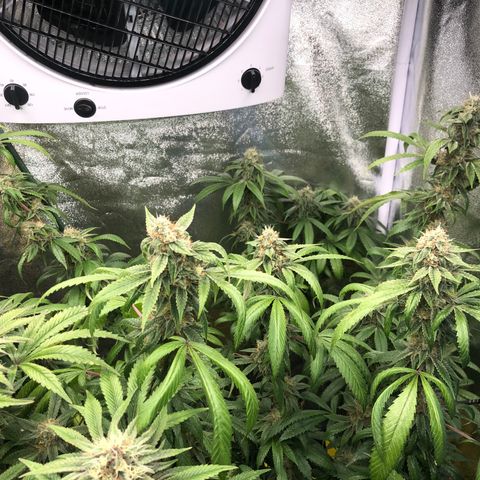 2021.05.17 OG Kush - #2 - RQS growlog timeline photo