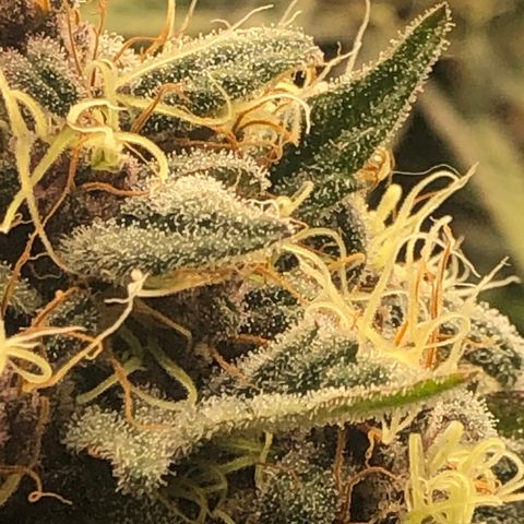 2021.05.17 Purple Queen - #2 - RQS growlog timeline photo