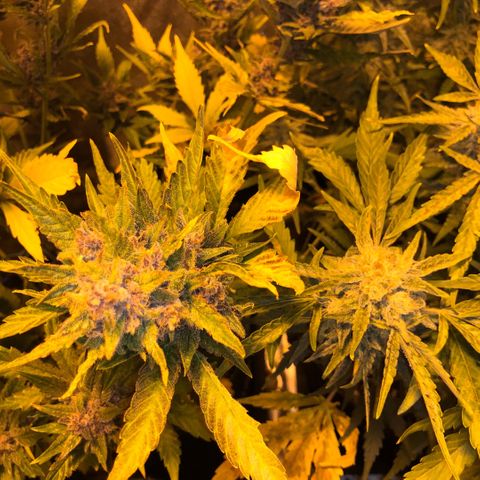 Blackberry - #1 - 42 Fast Buds growlog timeline photo