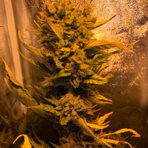 Blackberry - #1 - 42 Fast Buds growlog timeline photo