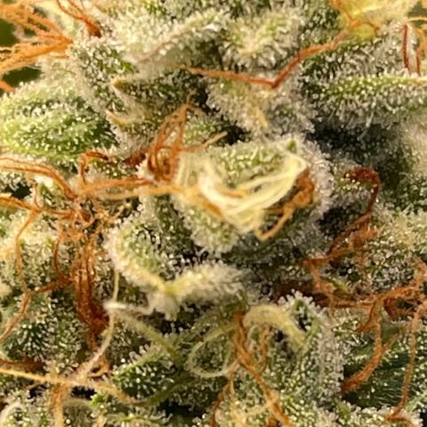 2021.05.17 OG Kush - #2 - RQS growlog timeline photo