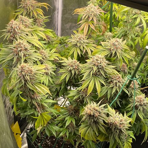 2021.05.17 Purple Queen - #2 - RQS growlog timeline photo