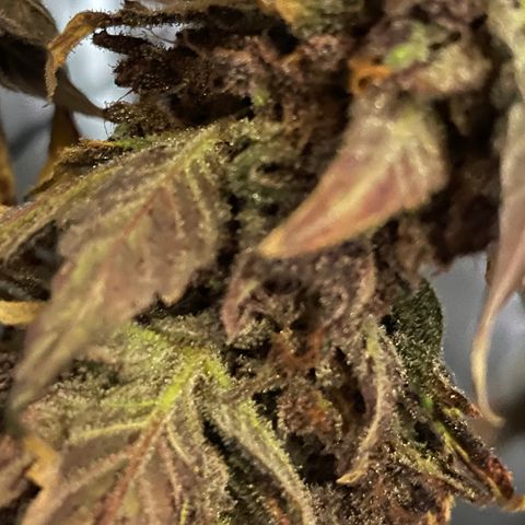 Blackberry - #1 - 42 Fast Buds growlog timeline photo