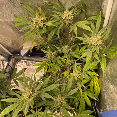 2021.06.02 - Purple Lemonade 🍋 - #1 - 42 Fast Buds growlog timeline photo