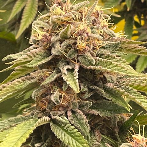 2021.05.17 Purple Queen - #2 - RQS growlog timeline photo