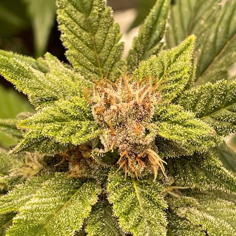 2021.06.02 - Purple Lemonade 🍋 - #1 - 42 Fast Buds growlog timeline photo