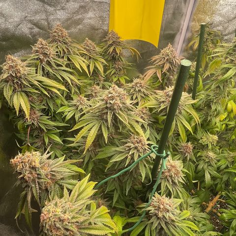 2021.05.17 Purple Queen - #2 - RQS growlog timeline photo