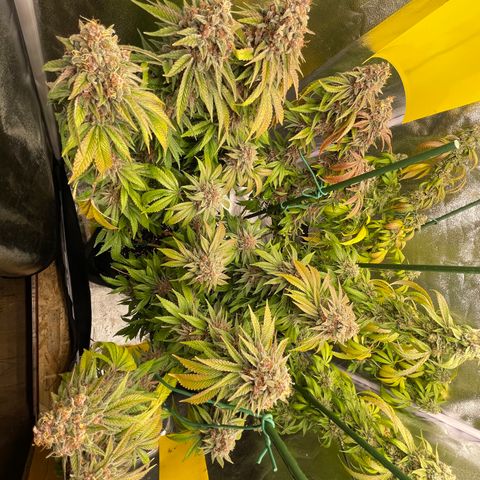 2021.05.17 Purple Queen - #2 - RQS growlog timeline photo
