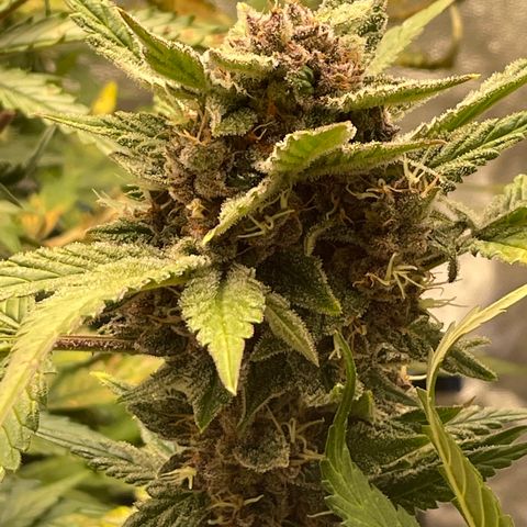 2021.06.02 - Purple Lemonade 🍋 - #1 - 42 Fast Buds growlog timeline photo
