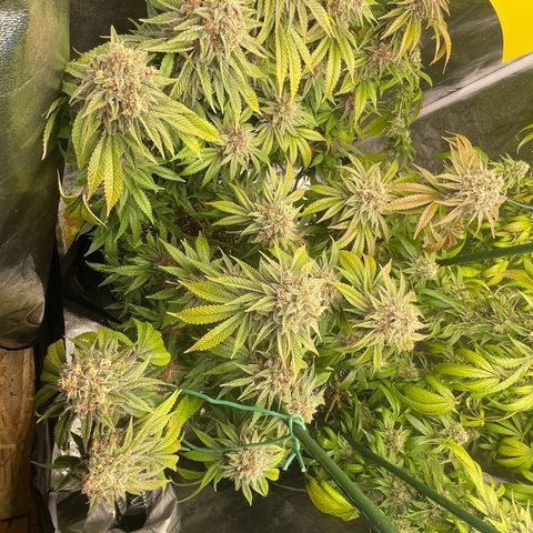 2021.05.17 Purple Queen - #2 - RQS growlog timeline photo