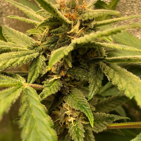 2021.06.02 - Purple Lemonade 🍋 - #1 - 42 Fast Buds growlog timeline photo