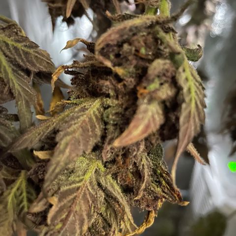 Blackberry - #1 - 42 Fast Buds growlog timeline photo