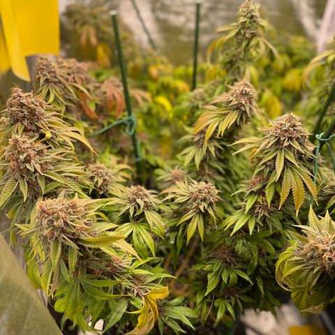 2021.05.17 Purple Queen - #2 - RQS growlog timeline photo