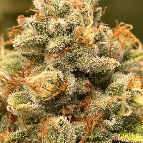 2021.05.17 OG Kush - #2 - RQS growlog timeline photo