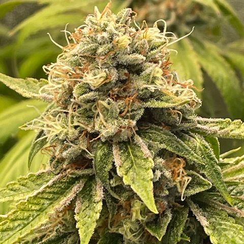 2021.05.17 Purple Queen - #2 - RQS growlog timeline photo