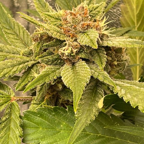 2021.06.02 - Purple Lemonade 🍋 - #1 - 42 Fast Buds growlog timeline photo