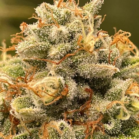 2021.05.17 OG Kush - #2 - RQS growlog timeline photo
