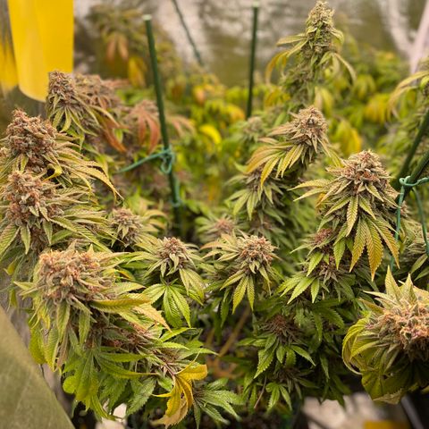 2021.05.17 Purple Queen - #2 - RQS growlog timeline photo