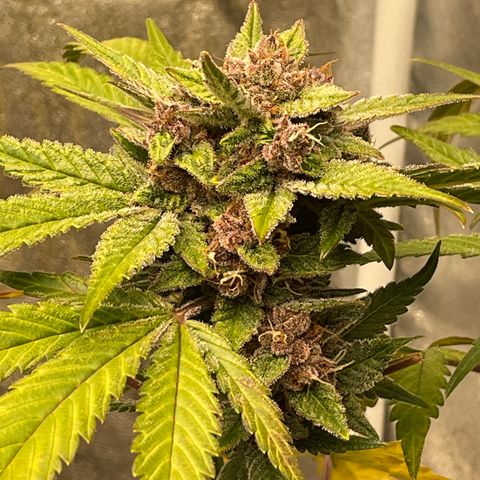 2021.06.02 - Purple Lemonade 🍋 - #1 - 42 Fast Buds growlog timeline photo