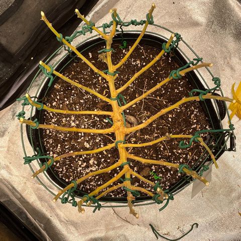 2021.05.17 Purple Queen - #2 - RQS growlog timeline photo