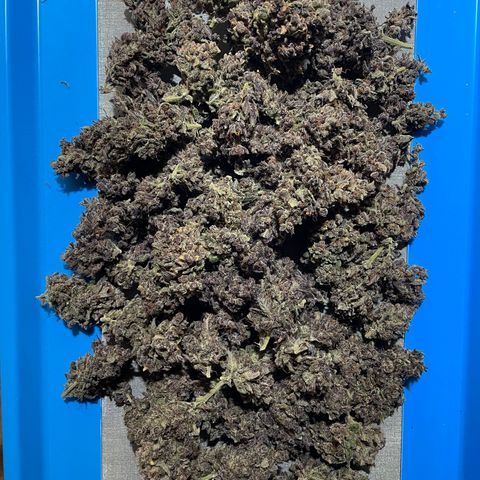 Blackberry - #1 - 42 Fast Buds growlog timeline photo