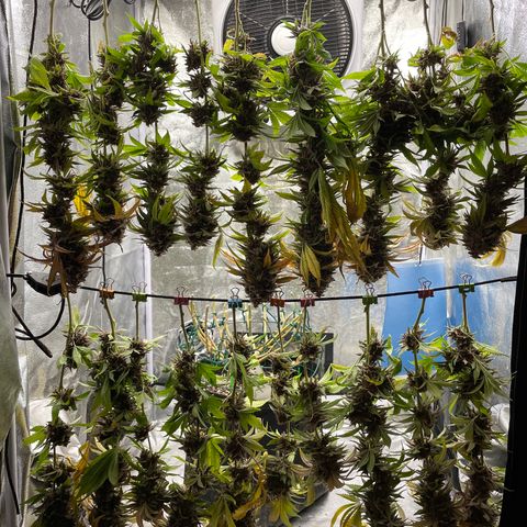 2021.05.17 Purple Queen - #2 - RQS growlog timeline photo