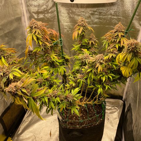 2021.05.17 Purple Queen - #2 - RQS growlog timeline photo