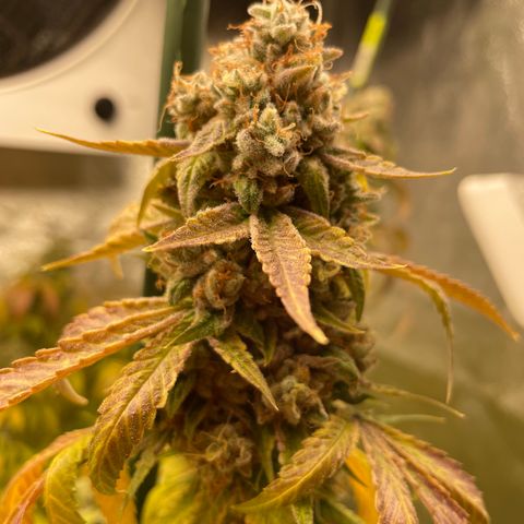 2021.05.17 OG Kush - #2 - RQS growlog timeline photo