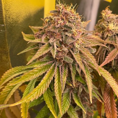 2021.05.17 Purple Queen - #2 - RQS growlog timeline photo