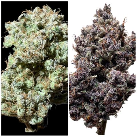 Blackberry - #1 - 42 Fast Buds growlog timeline photo