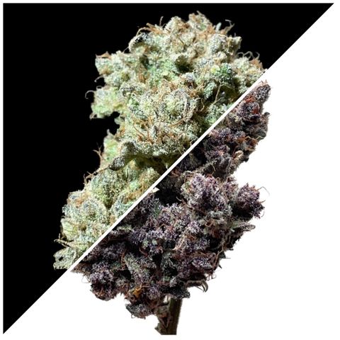 Blackberry - #1 - 42 Fast Buds growlog timeline photo