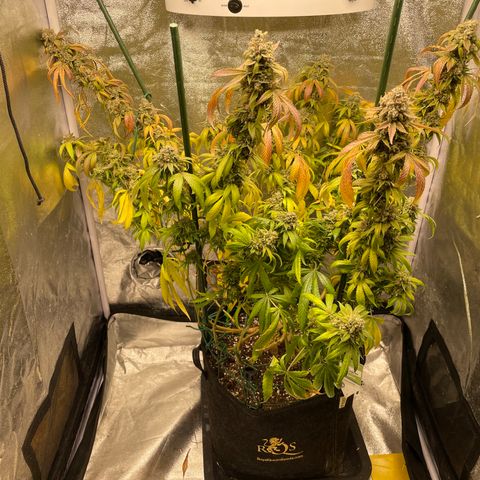2021.05.17 OG Kush - #2 - RQS growlog timeline photo