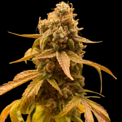 2021.05.17 OG Kush - #2 - RQS growlog timeline photo