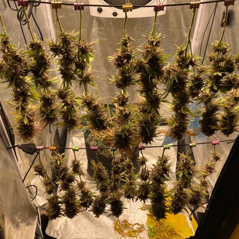 2021.05.17 Purple Queen - #2 - RQS growlog timeline photo