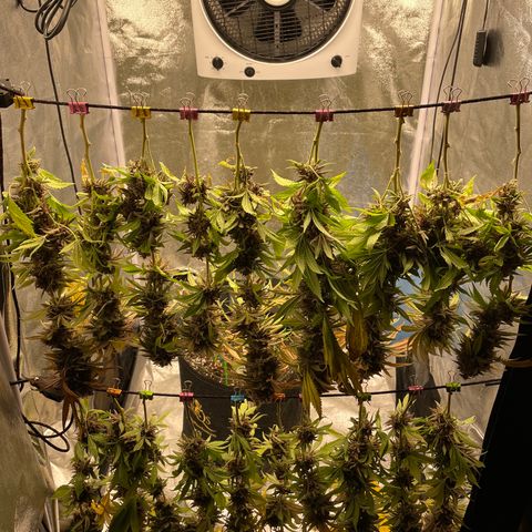 2021.05.17 Purple Queen - #2 - RQS growlog timeline photo