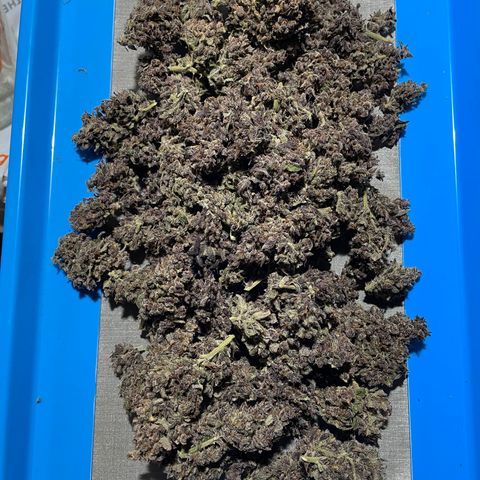 Blackberry - #1 - 42 Fast Buds growlog timeline photo