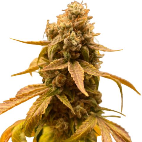 2021.05.17 OG Kush - #2 - RQS growlog timeline photo