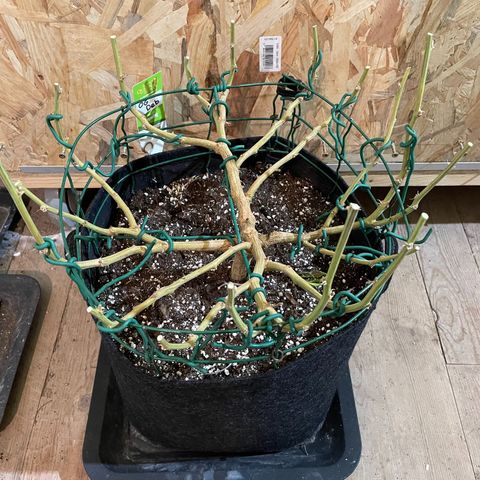 2021.05.17 OG Kush - #2 - RQS growlog timeline photo