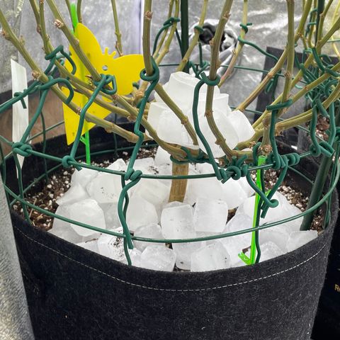 2021.05.17 Purple Queen - #2 - RQS growlog timeline photo